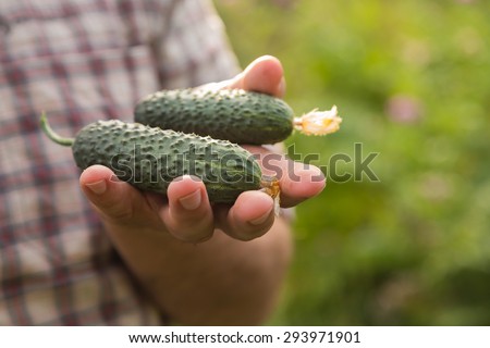 Fresh organic cucumbers in the hands of a farmer. Topic, gardening, garden, farming. Vintage grown with their own hands.