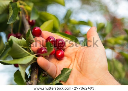 Picking cherries. The gardener cuts the ripe cherries from the tree.