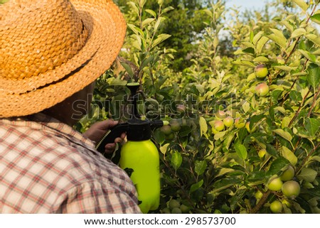 Caring for fruit trees, gardening. Gardener sprinkles trees.