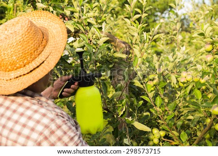 Caring for fruit trees, gardening. Gardener sprinkles trees.