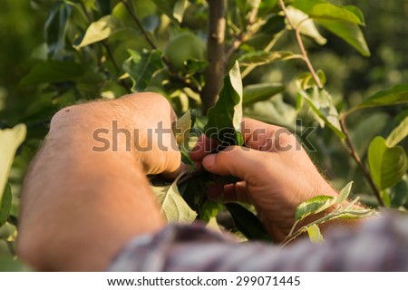 Trees care, gardening. Gardener cuts dry branches of trees, special tools, shears.
