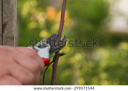 Trees care, gardening. Gardener cuts dry branches of trees, special tools, shears.