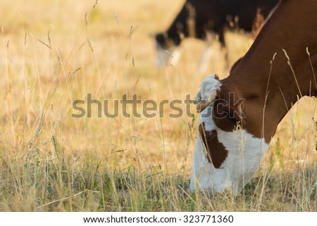Livestock in the pasture. Photo of cows in the field. Photo for farmers and Natural magazines and websites.