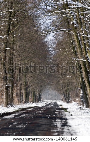 Winter road with trees on both side. Portrait orientation.
