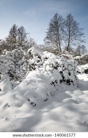 Winter at Ocsa landscape protection area (Ocsai tajvedelmi korzet), Hungary. Portrait orientation.