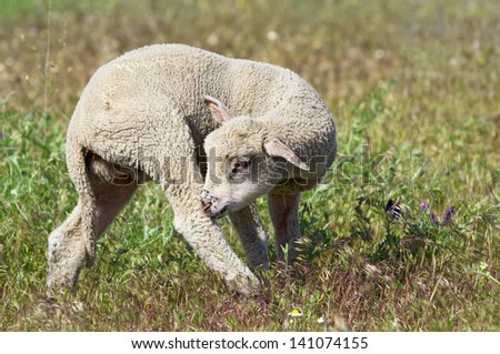 Cute lamb on the meadow, Funny lamb on the meadow with small flowers around