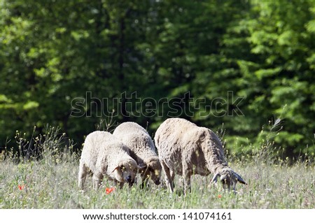 Sheep and lambs on the meadow, Sheep and lambs grazing on the meadow large and dark trees on the background