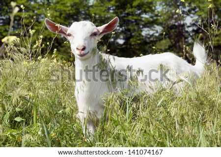 Funny white goat smiling on the meadow, Funny goat on the meadow with small flowers around