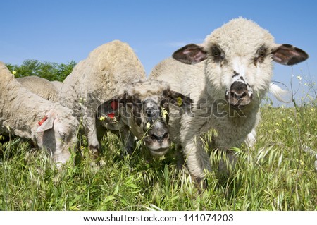 Three funny lambs on the meadow, Three funny lambs close to the camera grazing on the meadow with small flowers around
