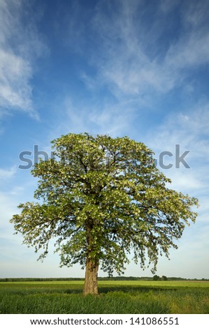 Nice flowering tree alone on a cultivated land with a small green base and a large sky