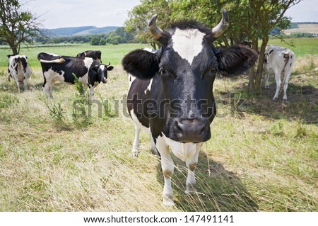 Funny close-up cow portrait on the meadow