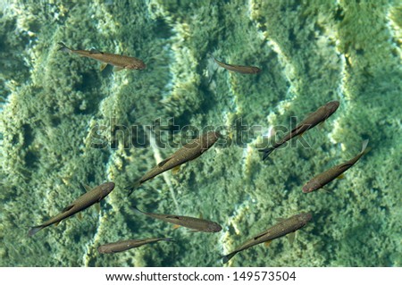 Small fishes from top view in shoal water. Solid and blur background, homogeneous but funny and bright  picture. Croatia, Plitvicka lakes (jezera) National Park.