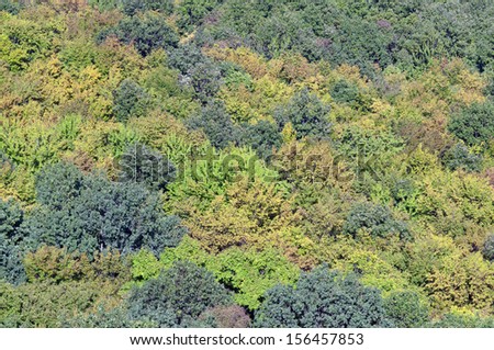 Autumn color forest trees from above