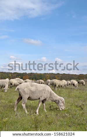 Sunny meadow with sheep and autumn color trees