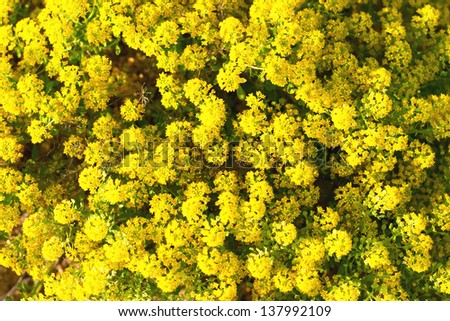 many sun yellow round wild flowers