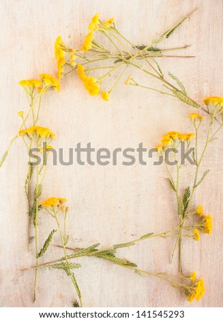 frame of wild flowers, medicinal herb - tansy