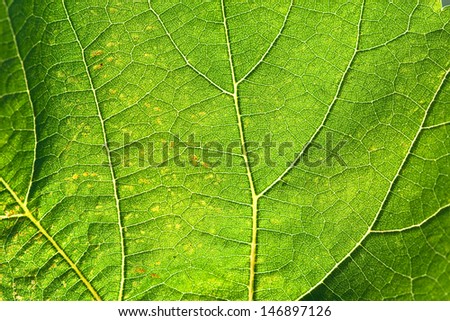 green summery natural rich background - vine leaf