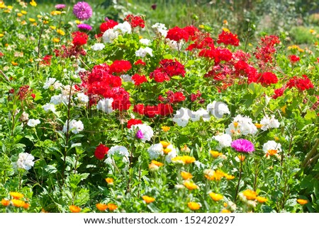 rich flower bed with red and white  geranium and calendula