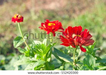 three rich beautiful round red summer flowers