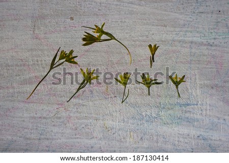 dried wildflowers on a painted wooden surface