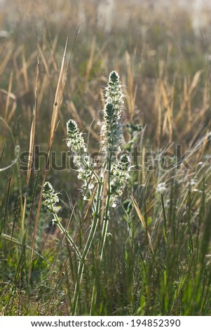 wild flower lit by the morning light of dry grass