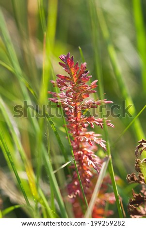 field plant red brown color of green grass