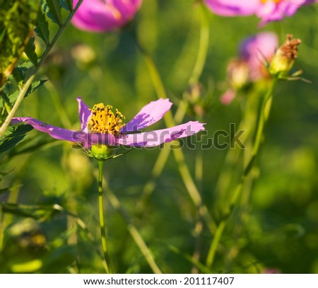 purple summer flower garden sunlit closeup