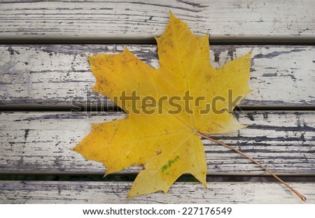 yellow autumn leaf on the old bench top view