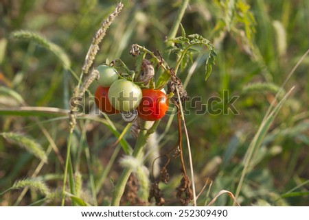 small Bush tomato with ripe and unripe tomatoes, snail on a running garden