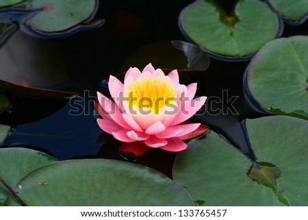Nymphaea Water Lily Nymphaea is a genus of aquatic plants that stands out for its beautiful fragrant flowers.