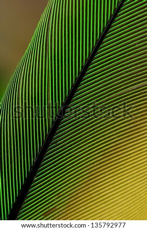 Close up Feather Parrot - Aratinga leucophthalma -