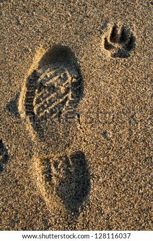 Human and dog footprint in sea sand at sunset.