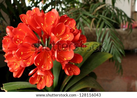 Orange flower of Clivia miniata in lounge