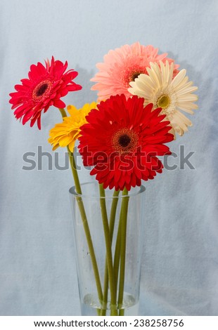gerbera flowers in a vase on a light blue background