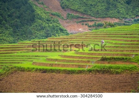 TULE, YENBAI, VIETNAM - AUGUST 1, 2015 : Rice terraces field in Raining season in Vietnam.