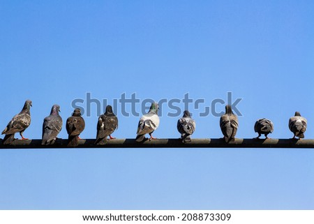 Pigeons hold on electricity post in Bangkok, Thailand