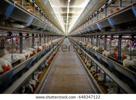 Poultry cage in hen house.Domestic hen,chicken in hen house eating food in feeder.Livestock farm birds feeder.Battery cage domestic incubator for hen,chicken coop.Hen farm bird poultry coop
