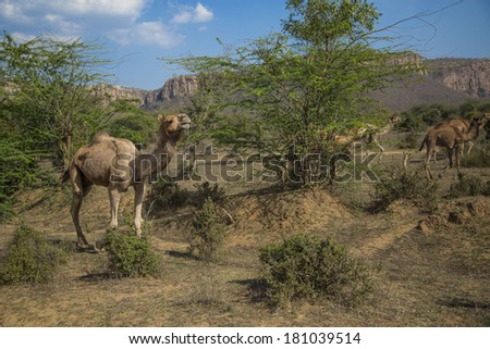 Group of one-humped Asian camels (dromedary) crossing the dry desert plains of Ranthambore National Park in Rajasthan, India, on a bright sunny day, with the background of ancient Aravalli mountains.