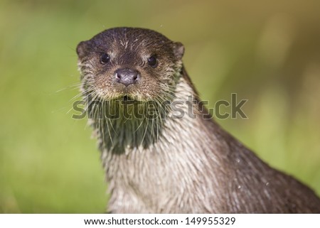European Otter close up