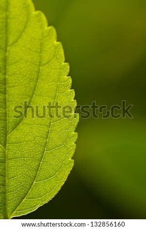 close up of a leaf, with selective focus on the foreground.