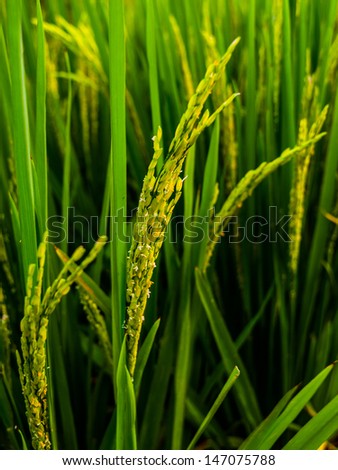 Asian rice plant (Oryza sativa)