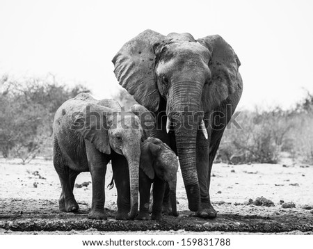 Elephant Family In Black And White (Etosha National Park, Namibia)