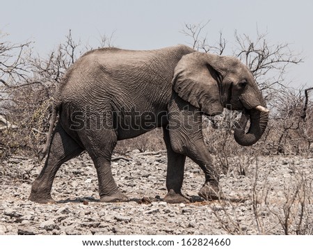 African elephant (Loxodonta) walks in the bush (Chobe National Park, Botswana)