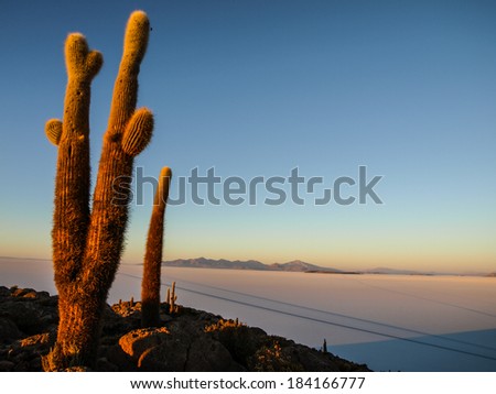Incahuasi island in the middle of Salar de Uyuni and it's cactus vegetation (Uyuni Salt Flat)