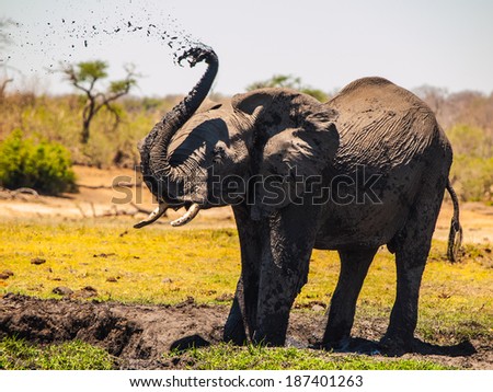 Elephant mud splash on african sunny day