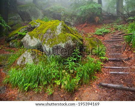 Misty fairytale forest with stone, moss and path
