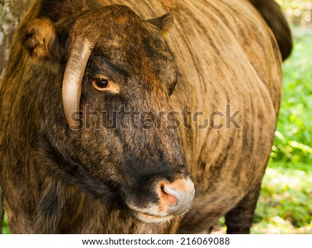 Zubron - hybrid of domestic cattle and european bison (wisent)