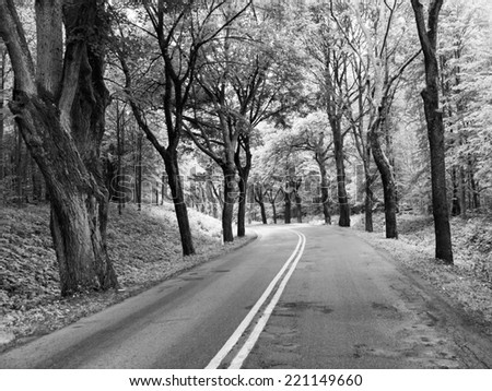 Asphalt road with with double white line and tree alley, in black and white