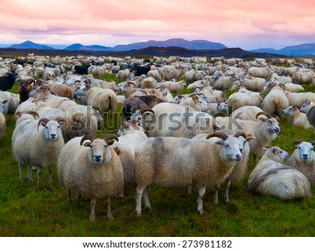 Large herd of sheeps in the evening, Iceland