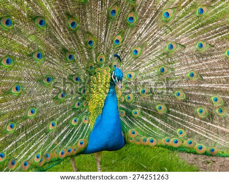 Portrait of beautiful peacock with colorful feathers fanned out